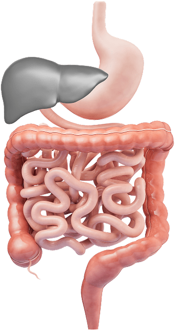 gastrointesstinal tract